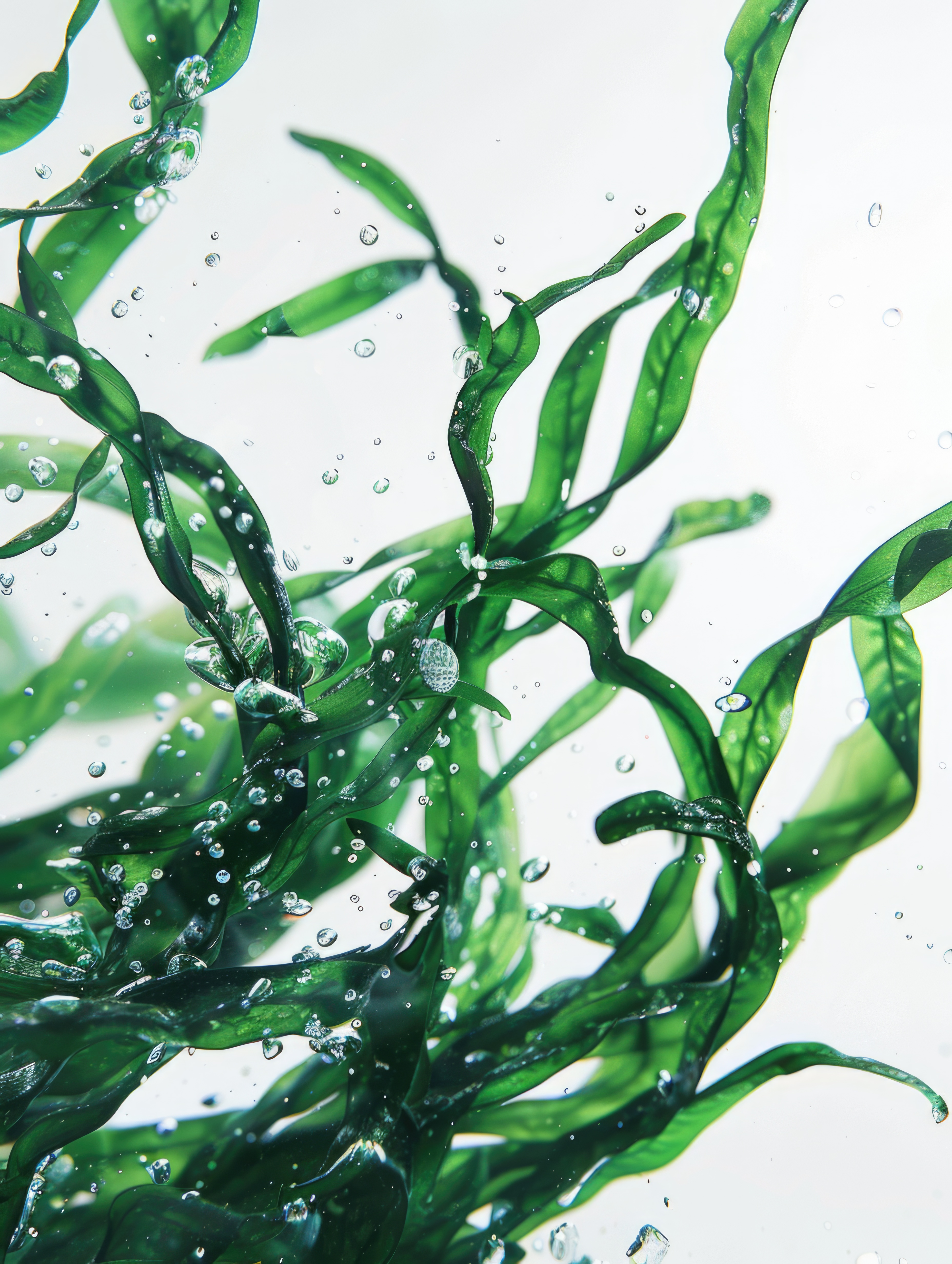 Fresh spirulina algae
